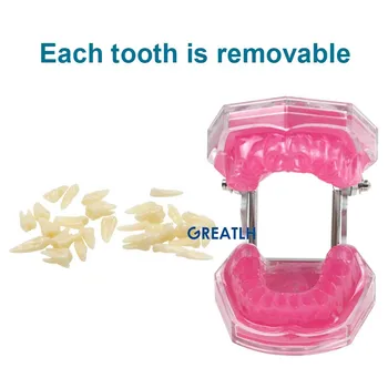 Модель зубов Typodont, модель зубов Мягкая резинка для тренировки зубов, модели челюстей, Изучение зубов стоматологом, обучение зубам