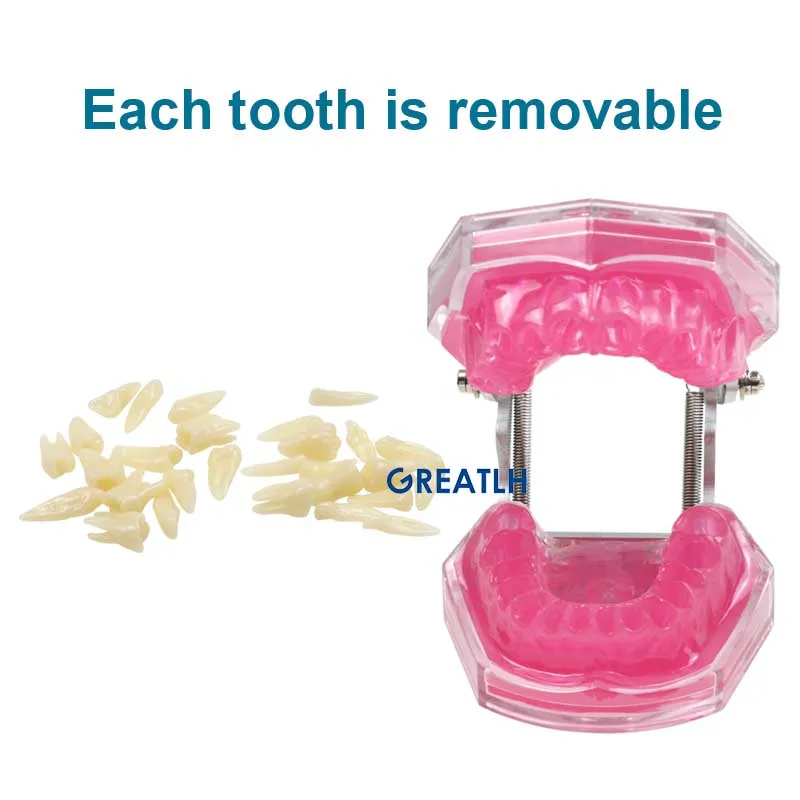 Модель зубов Typodont, модель зубов Мягкая резинка для тренировки зубов, модели челюстей, Изучение зубов стоматологом, обучение зубам 0