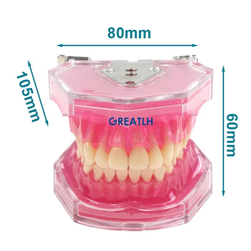 Модель зубов Typodont, модель зубов Мягкая резинка для тренировки зубов, модели челюстей, Изучение зубов стоматологом, обучение зубам 1
