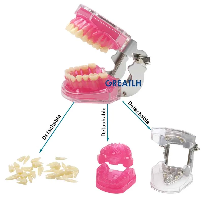 Модель зубов Typodont, модель зубов Мягкая резинка для тренировки зубов, модели челюстей, Изучение зубов стоматологом, обучение зубам 5