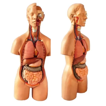 Большой 55 см 19 деталей, Собранная Анатомия Тела, Медицинская Модель человеческого торса, Бисексуальные анатомические модели, сборка, научные развивающие игрушки