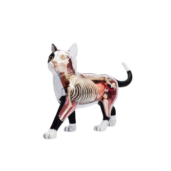 Анатомическая модель органа животного 4D Игрушка для сборки Интеллекта Кошки, Обучающая Анатомическая модель, Научно-популярная бытовая техника 
